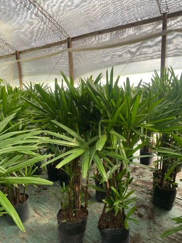 Palmera raphi 15L