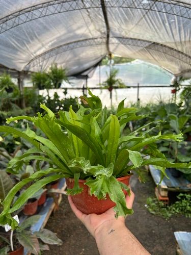 asplenium b19
