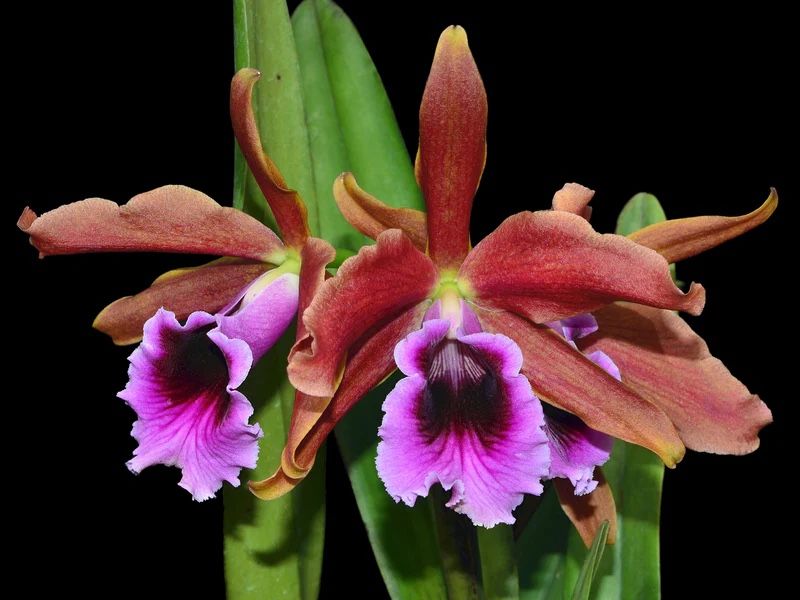 Cattleya Tenebrosa