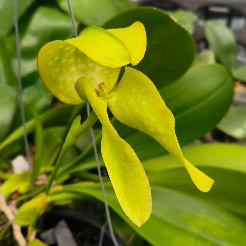 Bulbophyllum grandiflorum