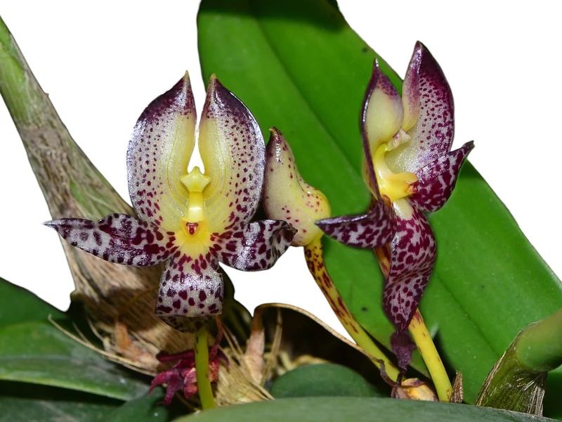 Bulbophyllum macranthum