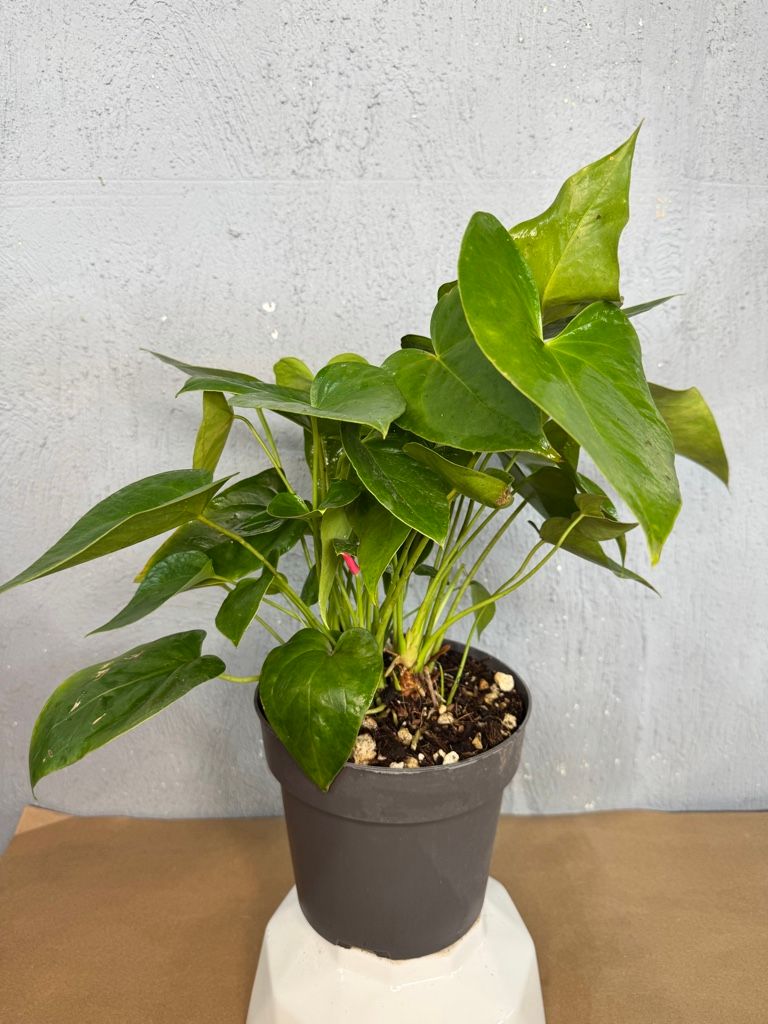 Anthurium Mixtos sin flor