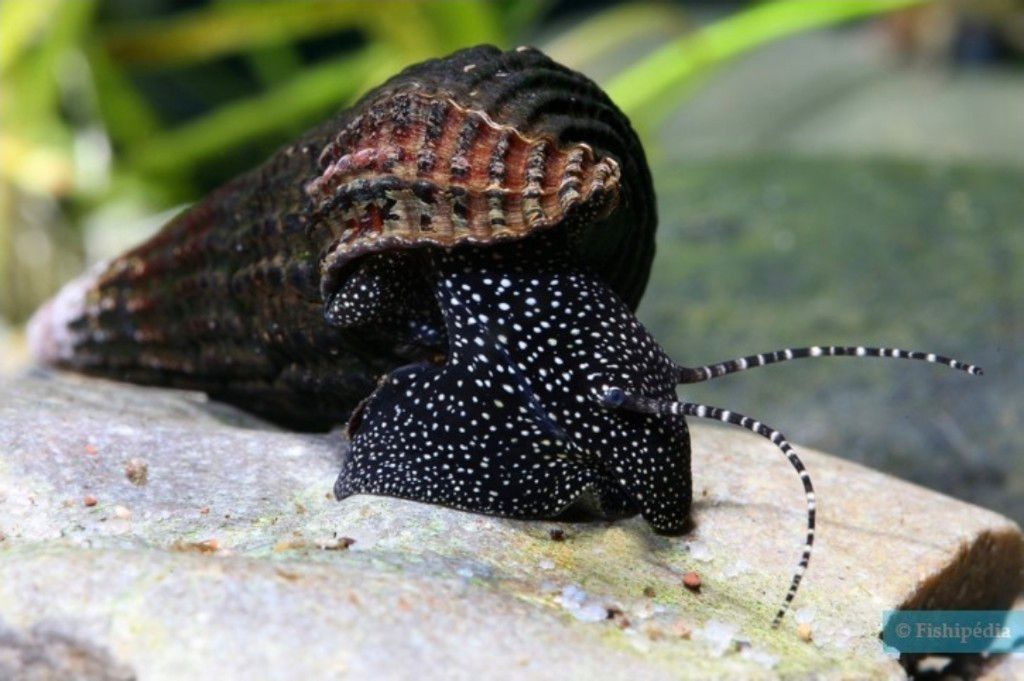 Caracol Conejo negro moteado