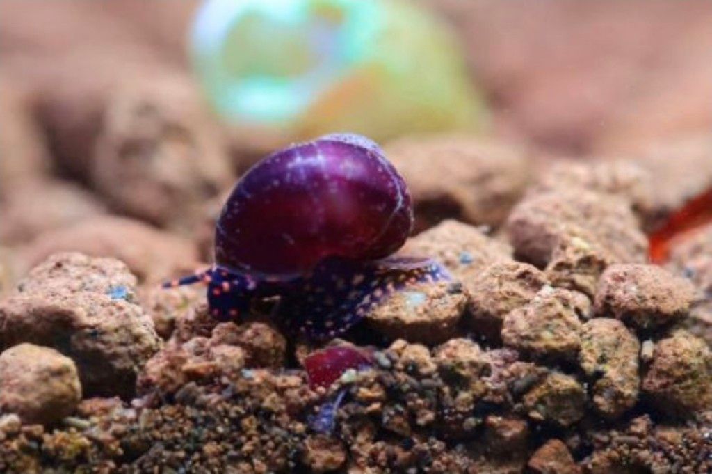 Caracol Blueberry