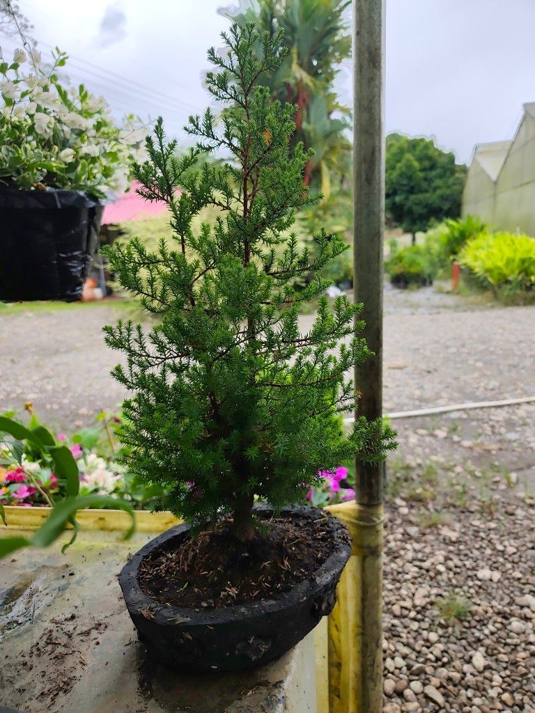 Bonsai
