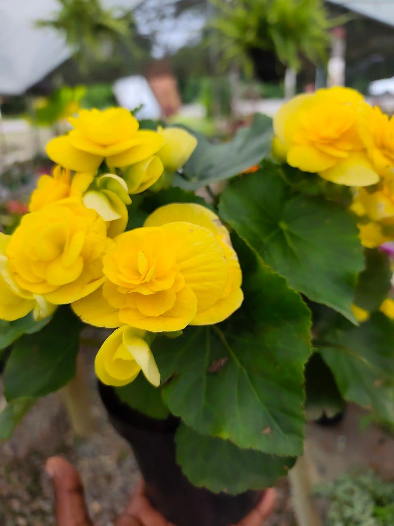 Begonia elatior pote