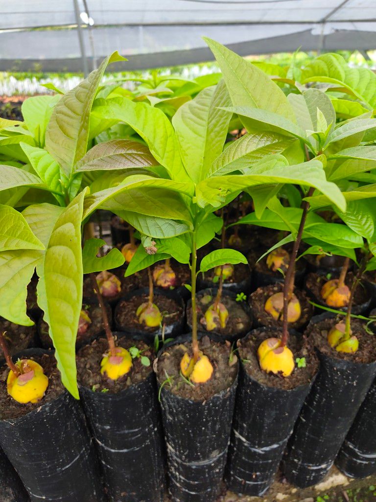 Aguacate Común