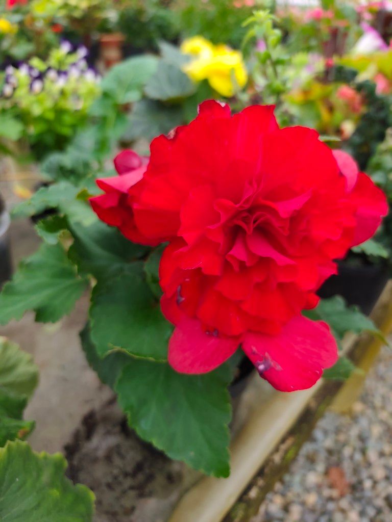 Begonia flor pote