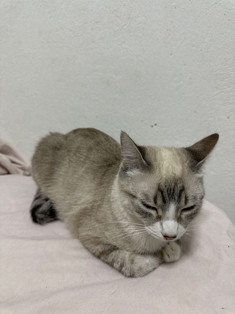 Gato siamés gris