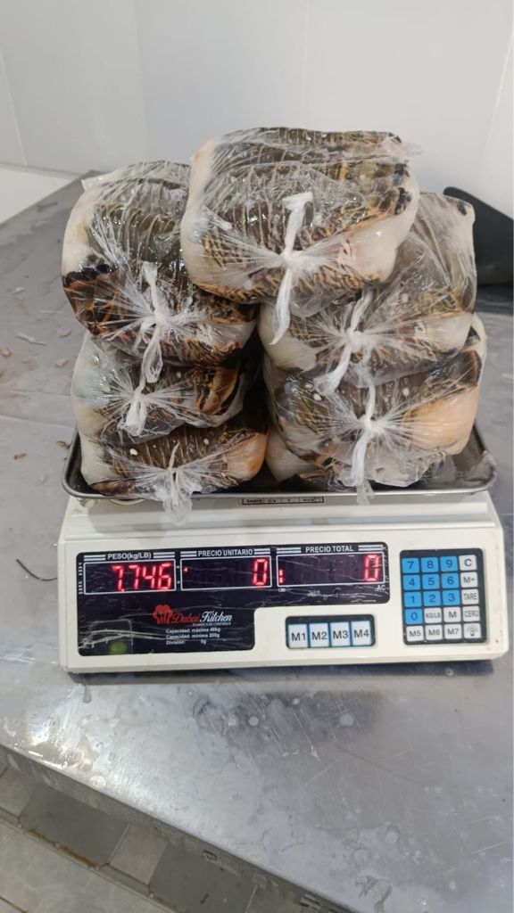 Cola 100-139 gr