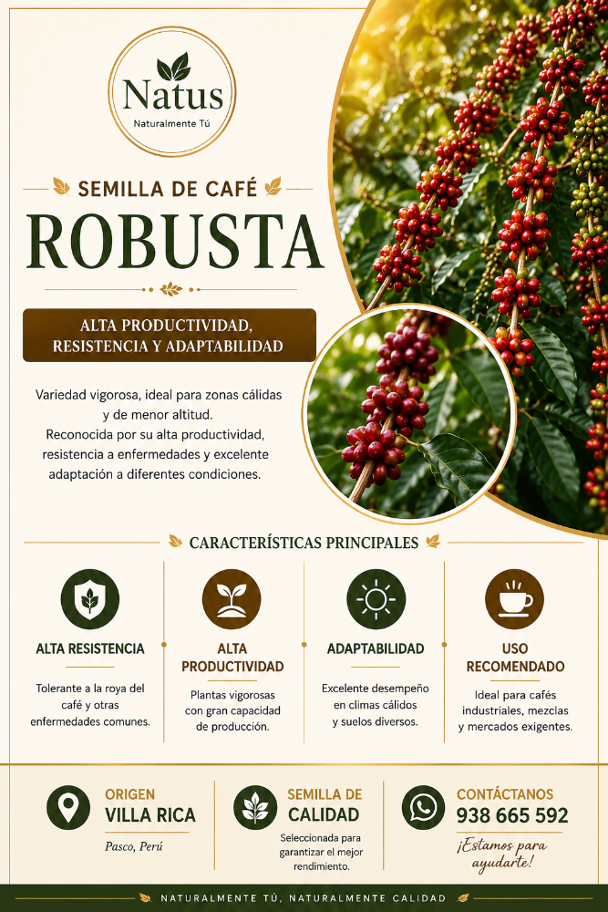 Semilla de café variedad Robusta
