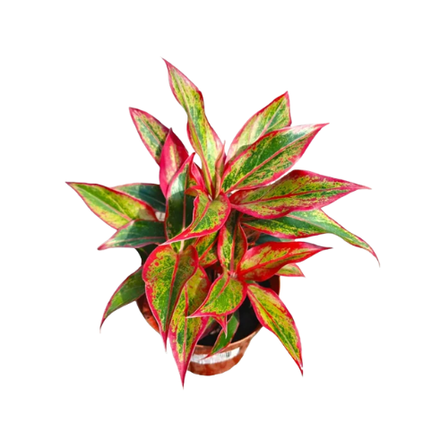 Aglanoema