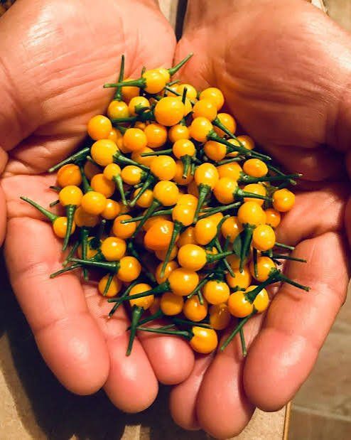 aji charapita