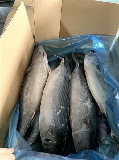 bonito congelado