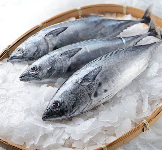 bonito entero fresco