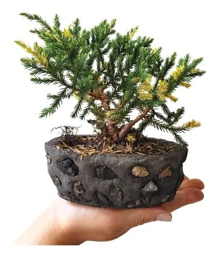 Bonsai pino san jose